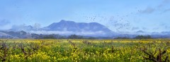 St. Helena Spring, Dry Creek Valley