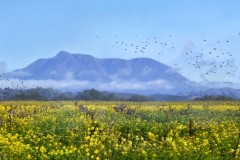 St. Helena Spring, Dry Creek Valley